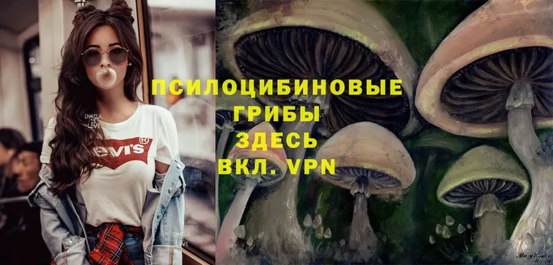 Псилоцибиновые грибы Magic Shrooms  Бежецк 